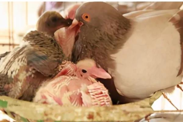 幼鸽区分公母的方法，公鸟体型大头顶宽阔、母鸟身体紧凑头部细长