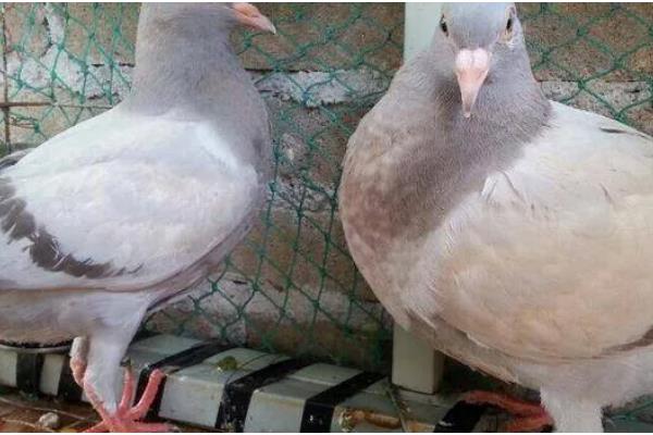 幼鸽区分公母的方法，公鸟体型大头顶宽阔、母鸟身体紧凑头部细长
