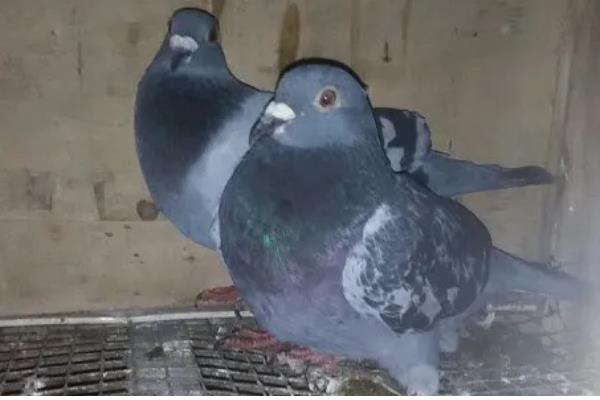 幼鸽区分公母的方法，公鸟体型大头顶宽阔、母鸟身体紧凑头部细长