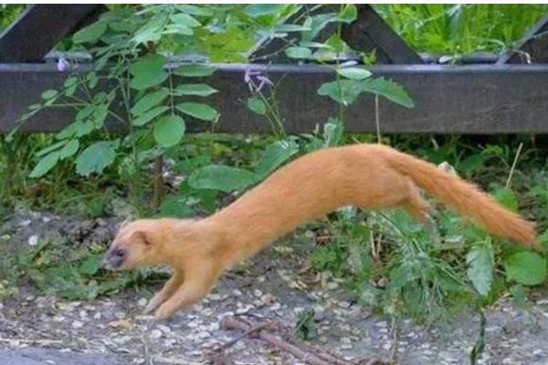 黄鼠狼偷鸡怎么处理，可以把鸡群和鹅群混合饲养