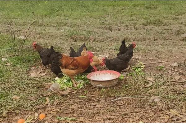 黄鼠狼偷鸡怎么处理，可以把鸡群和鹅群混合饲养