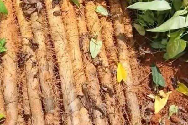 山药种植和采收的时间，在3月份中下旬种植