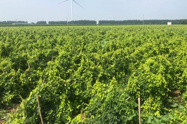 山药种植和采收的时间，在3月份中下旬种植