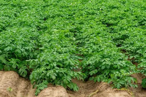 山药种植和采收的时间，在3月份中下旬种植