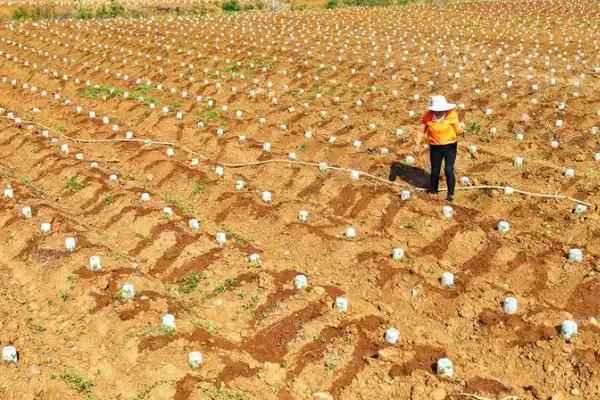 山药种植和采收的时间，在3月份中下旬种植
