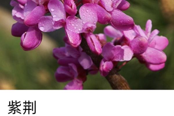 宫粉与洋紫荆的区别,没有区别