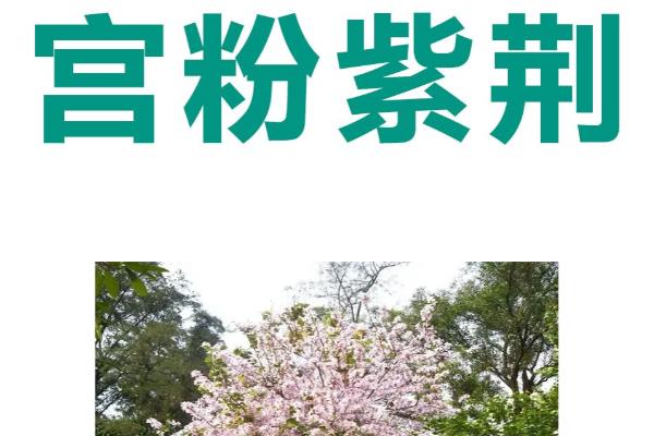 宫粉与洋紫荆的区别,没有区别