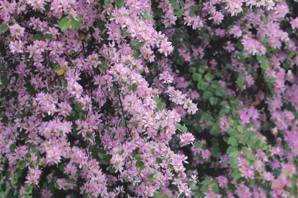 宫粉与洋紫荆的区别,没有区别