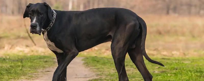 大丹犬如何选购，选择皮毛柔顺光滑的