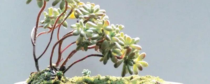 小人祭的繁殖方法，一般采取播种的方式