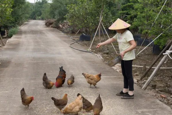 如何防治鸡掉毛,可以给其换用优质全价料或预混料