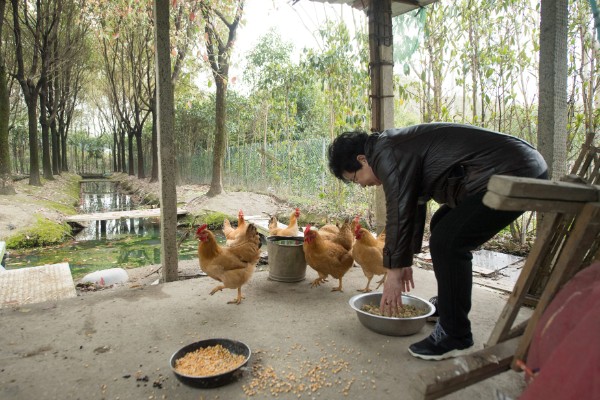 如何防治鸡掉毛,可以给其换用优质全价料或预混料