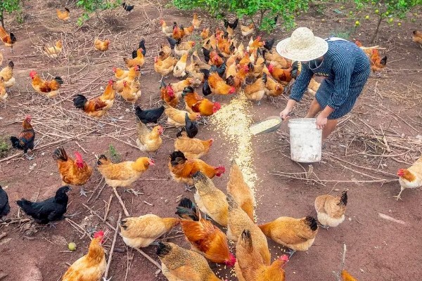 如何防治鸡掉毛,可以给其换用优质全价料或预混料