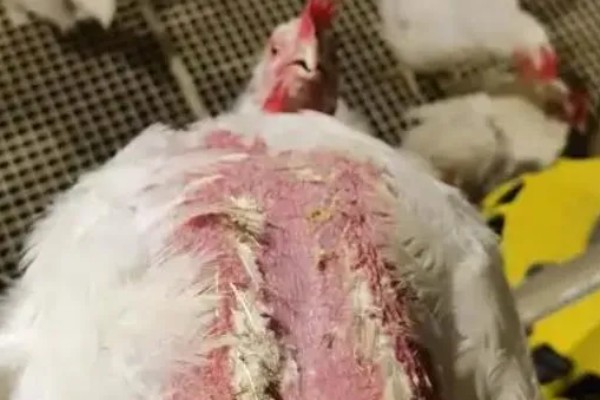 如何防治鸡掉毛,可以给其换用优质全价料或预混料