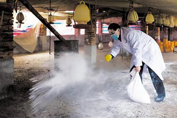 如何防治鸡掉毛,可以给其换用优质全价料或预混料