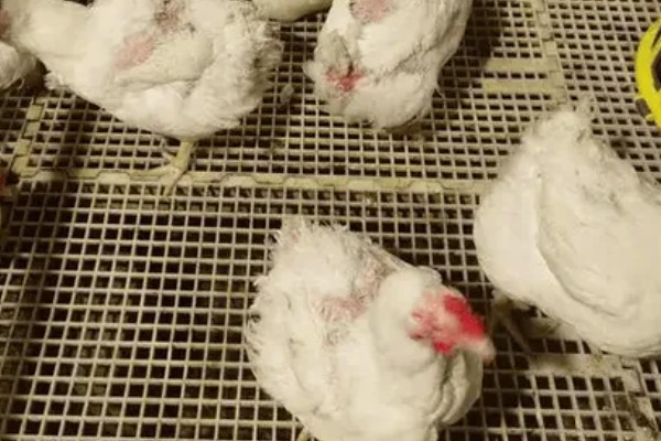 如何防治鸡掉毛,可以给其换用优质全价料或预混料