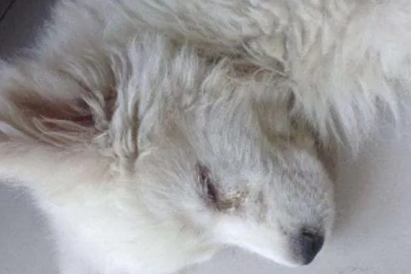 犬瘟热的特点，是一种高度传染性的疾病