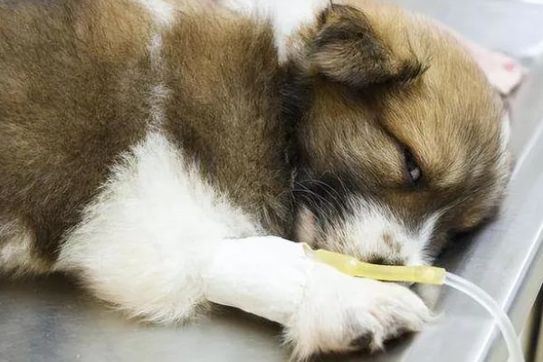 犬瘟热的特点，是一种高度传染性的疾病