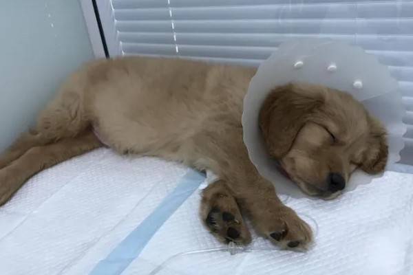 犬瘟热的特点，是一种高度传染性的疾病