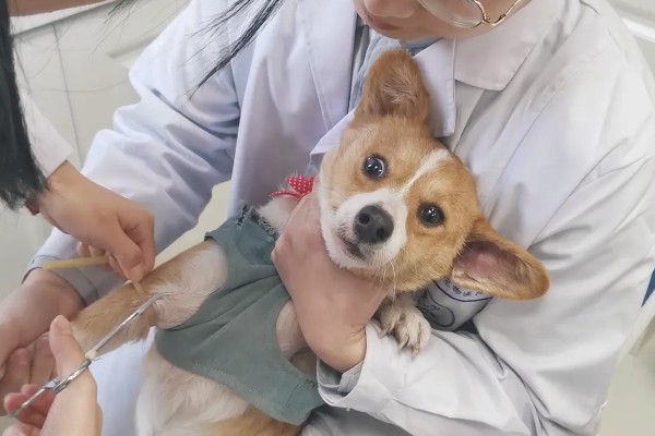 犬瘟热的特点，是一种高度传染性的疾病