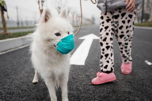 犬瘟热的特点，是一种高度传染性的疾病