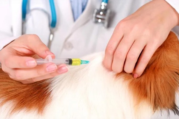 犬瘟热的特点，是一种高度传染性的疾病