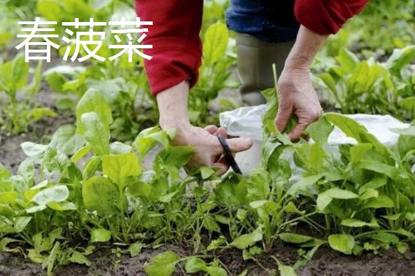 菠菜怎么施肥，冬菠菜长出2-3片真叶时可追施人粪尿