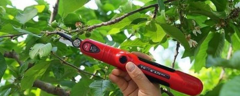 疏花疏果的意思，是指人为摘除生长过多的花芽和幼果