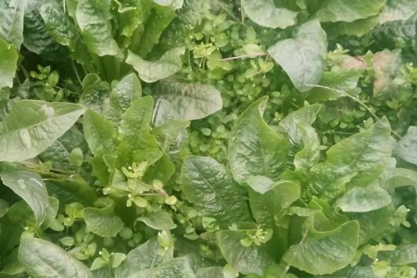 菠菜怎么施肥，冬菠菜长出2-3片真叶时可追施人粪尿