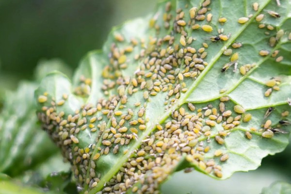 菠菜怎么施肥，冬菠菜长出2-3片真叶时可追施人粪尿