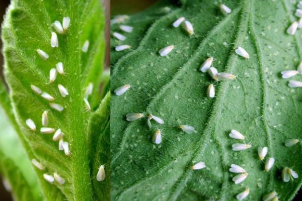 菠菜怎么施肥，冬菠菜长出2-3片真叶时可追施人粪尿