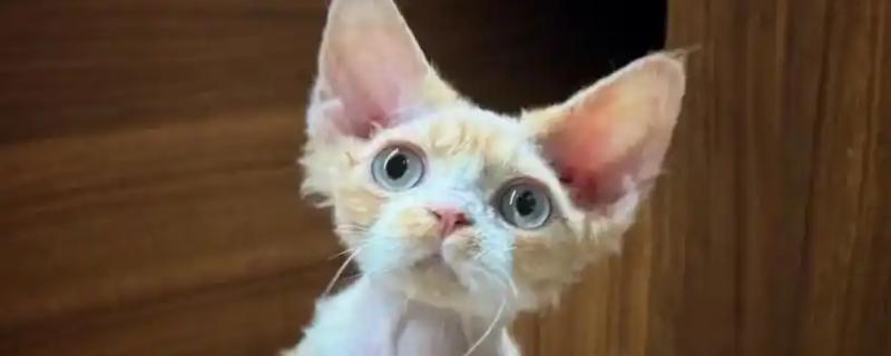 哪些品种的猫咪不会发腮，有俄罗斯蓝猫、暹罗猫、无毛猫等