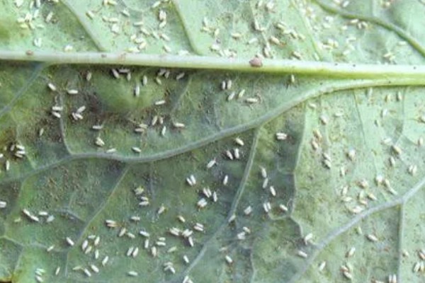 菠菜怎么施肥，冬菠菜长出2-3片真叶时可追施人粪尿