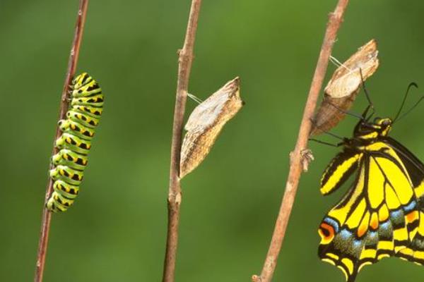 蝴蝶的由来，是由毛毛虫变成