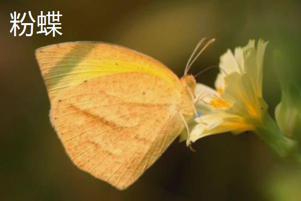 蝴蝶的由来，是由毛毛虫变成