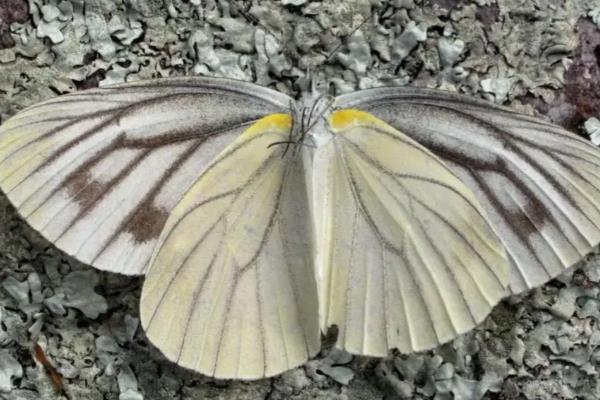 蝴蝶的由来，是由毛毛虫变成