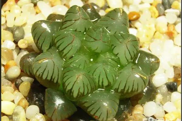 姬玉露的浇水方式，根据季节来浇水