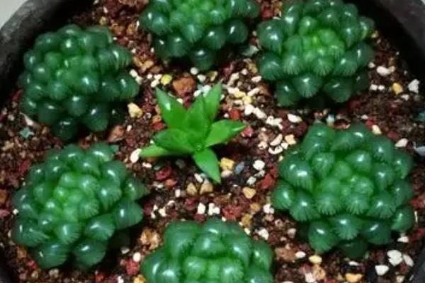 姬玉露的浇水方式，根据季节来浇水