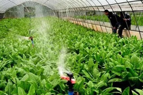 菠菜怎么施肥，冬菠菜长出2-3片真叶时可追施人粪尿