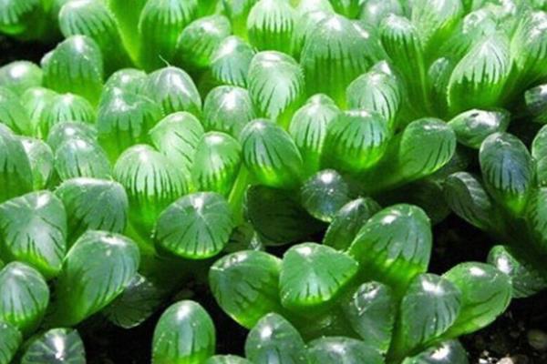 姬玉露的浇水方式，根据季节来浇水