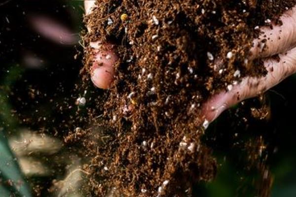 郁金香怎么家养，喜欢微酸性的花土