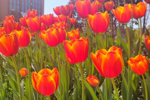 郁金香怎么家养，喜欢微酸性的花土