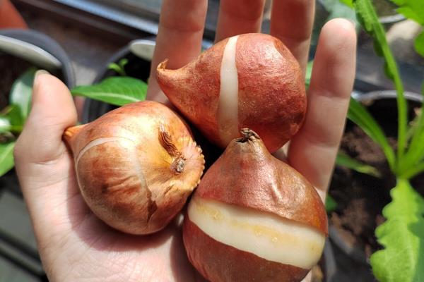 郁金香怎么家养，喜欢微酸性的花土