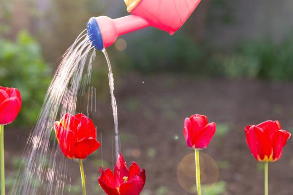 郁金香怎么家养，喜欢微酸性的花土