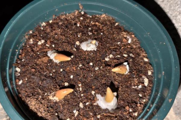 郁金香怎么家养，喜欢微酸性的花土