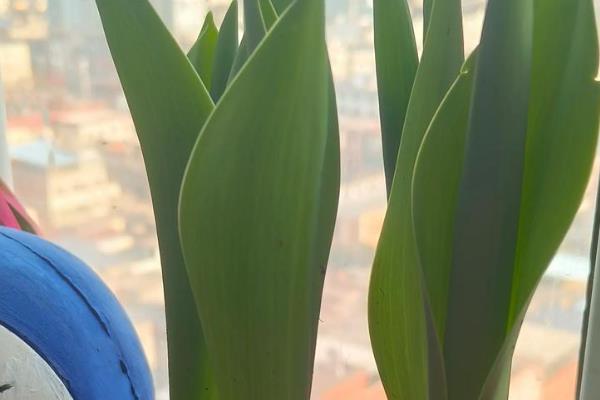 郁金香怎么家养，喜欢微酸性的花土