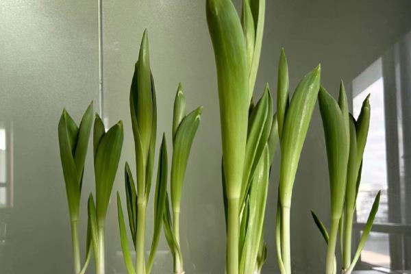 郁金香怎么家养，喜欢微酸性的花土