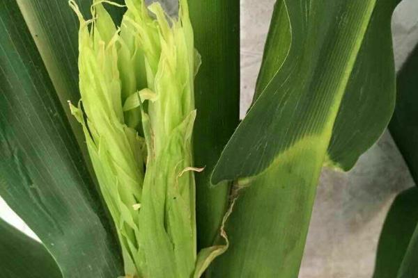 玉米空棵不长穗的原因,营养不良、高温干旱等因素都会造成