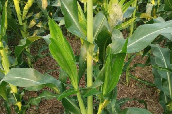 玉米空棵不长穗的原因,营养不良、高温干旱等因素都会造成