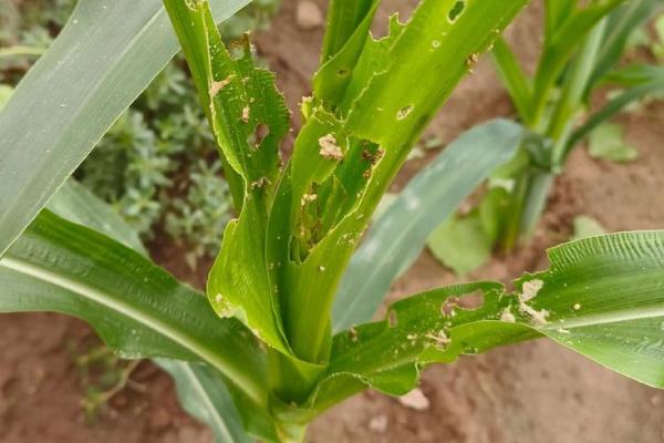 玉米空棵不长穗的原因,营养不良、高温干旱等因素都会造成